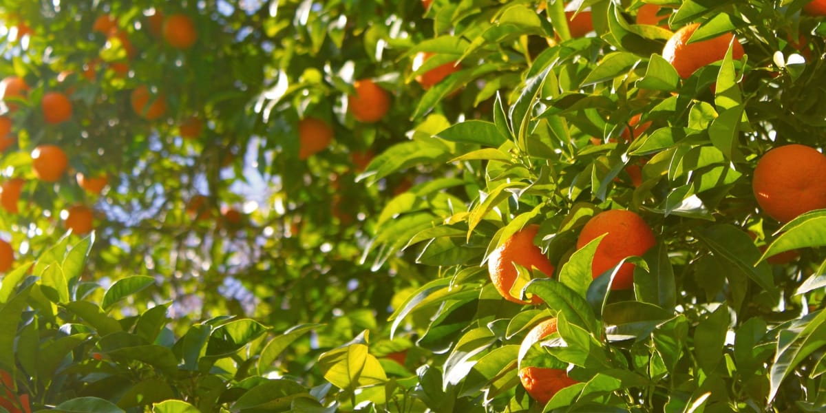New Year, Same Construction Cones